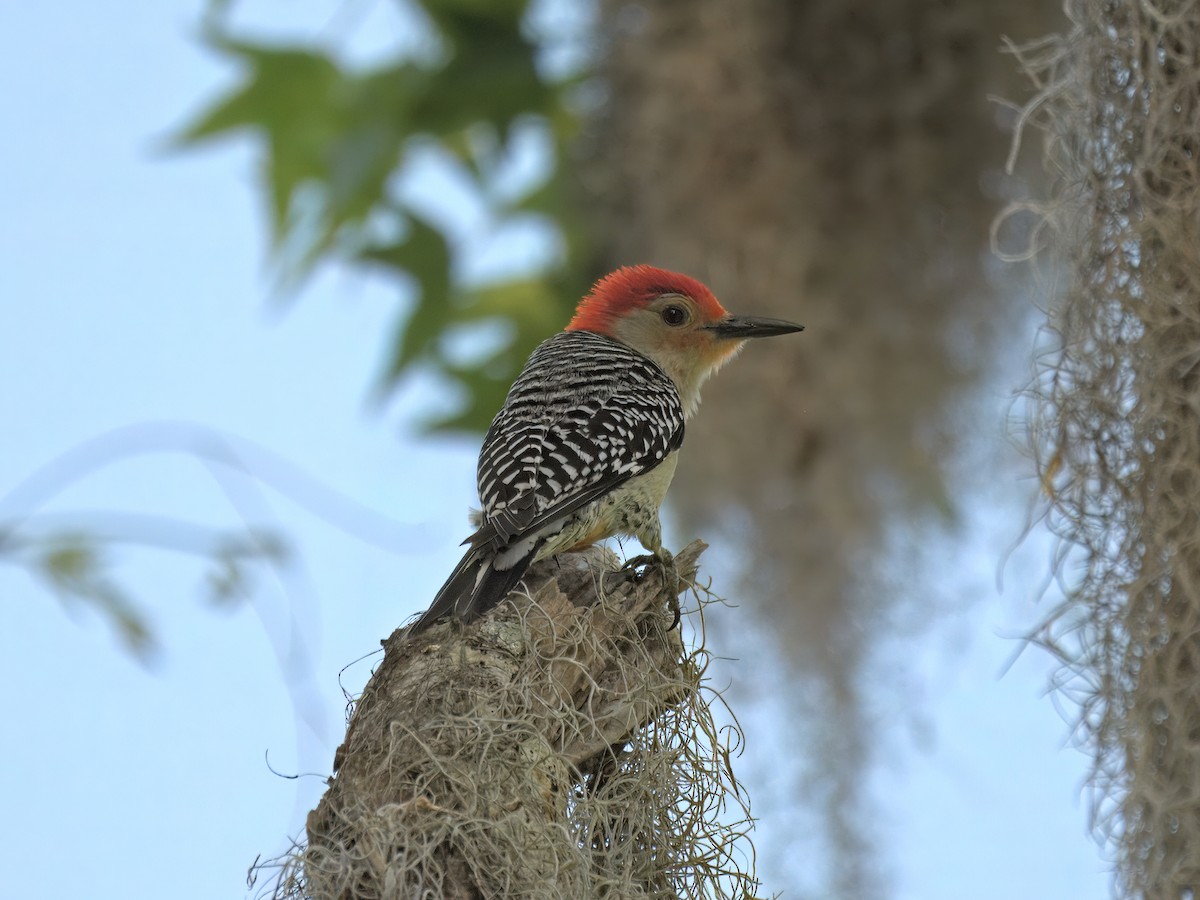 Red-bellied Woodpecker - ML634575672
