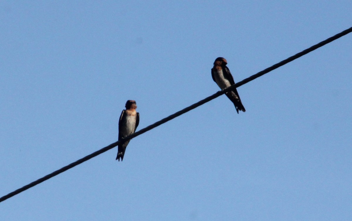 vlaštovka pacifická - ML634575684