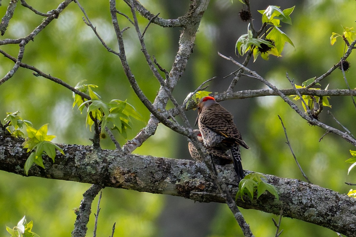 Northern Flicker (Yellow-shafted) - ML634575704