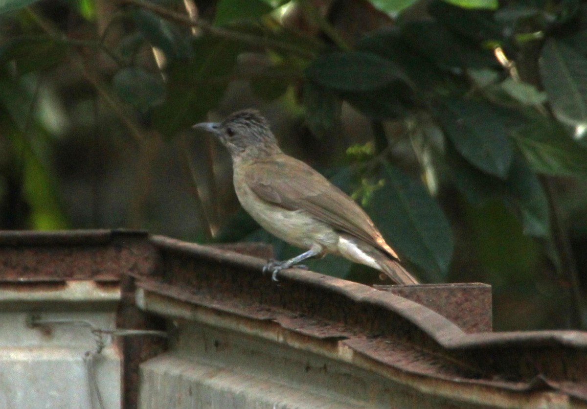 Mindoro Bulbul - ML634575727