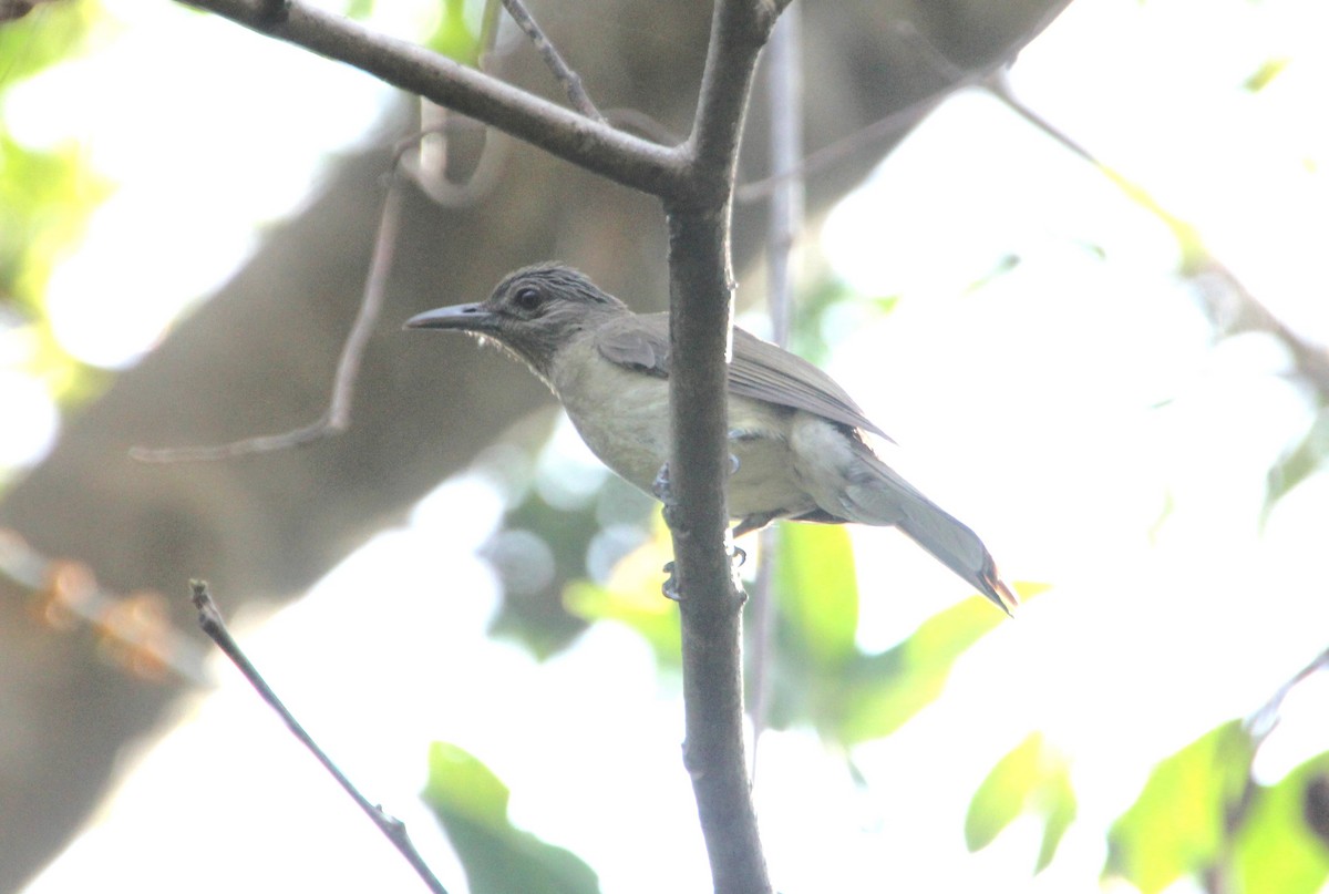Mindoro Bulbul - ML634575738