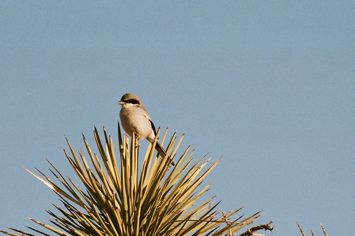 Loggerhead Shrike - ML634575739