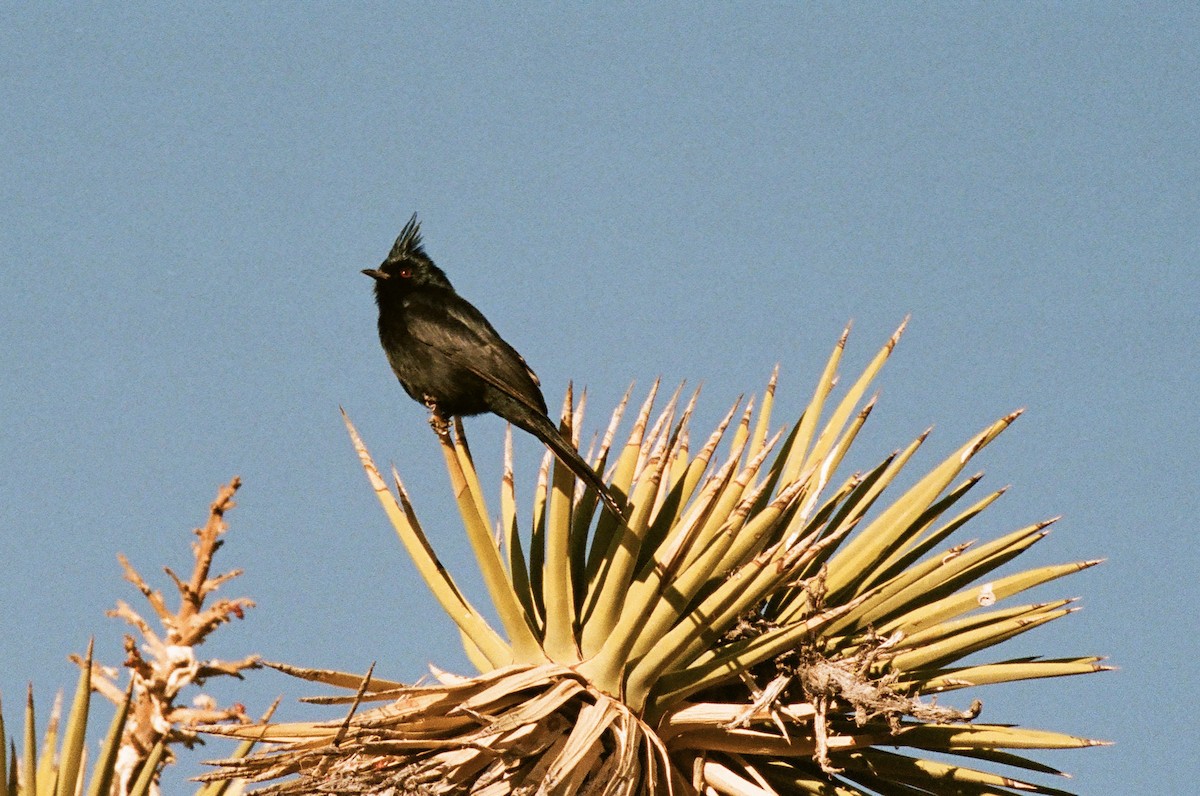 Phainopepla - ML634575749