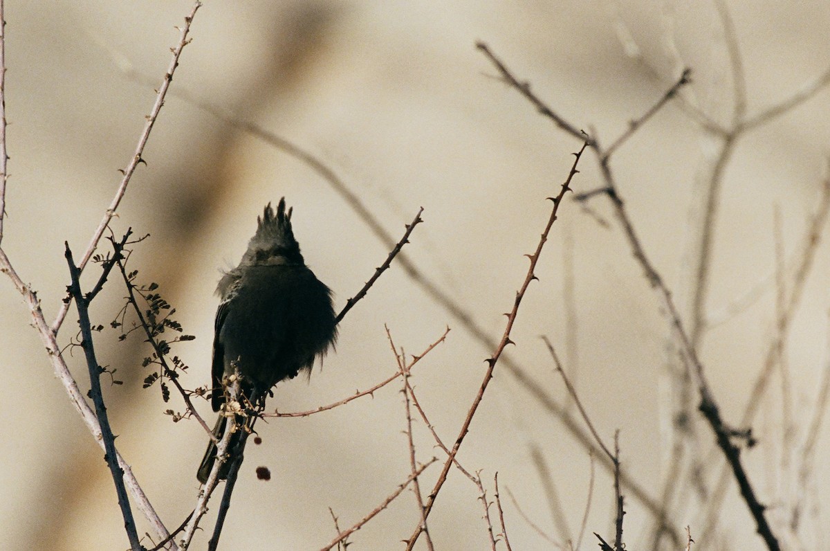 Phainopepla - ML634575750