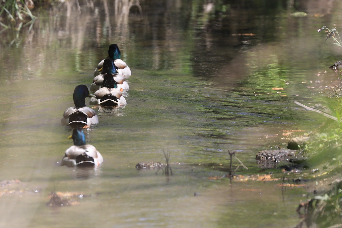 kachna divoká - ML634575841