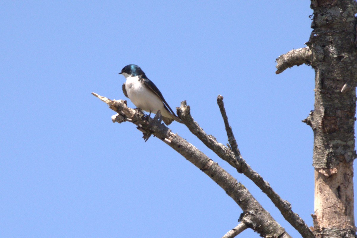 vlaštovka stromová - ML634575863