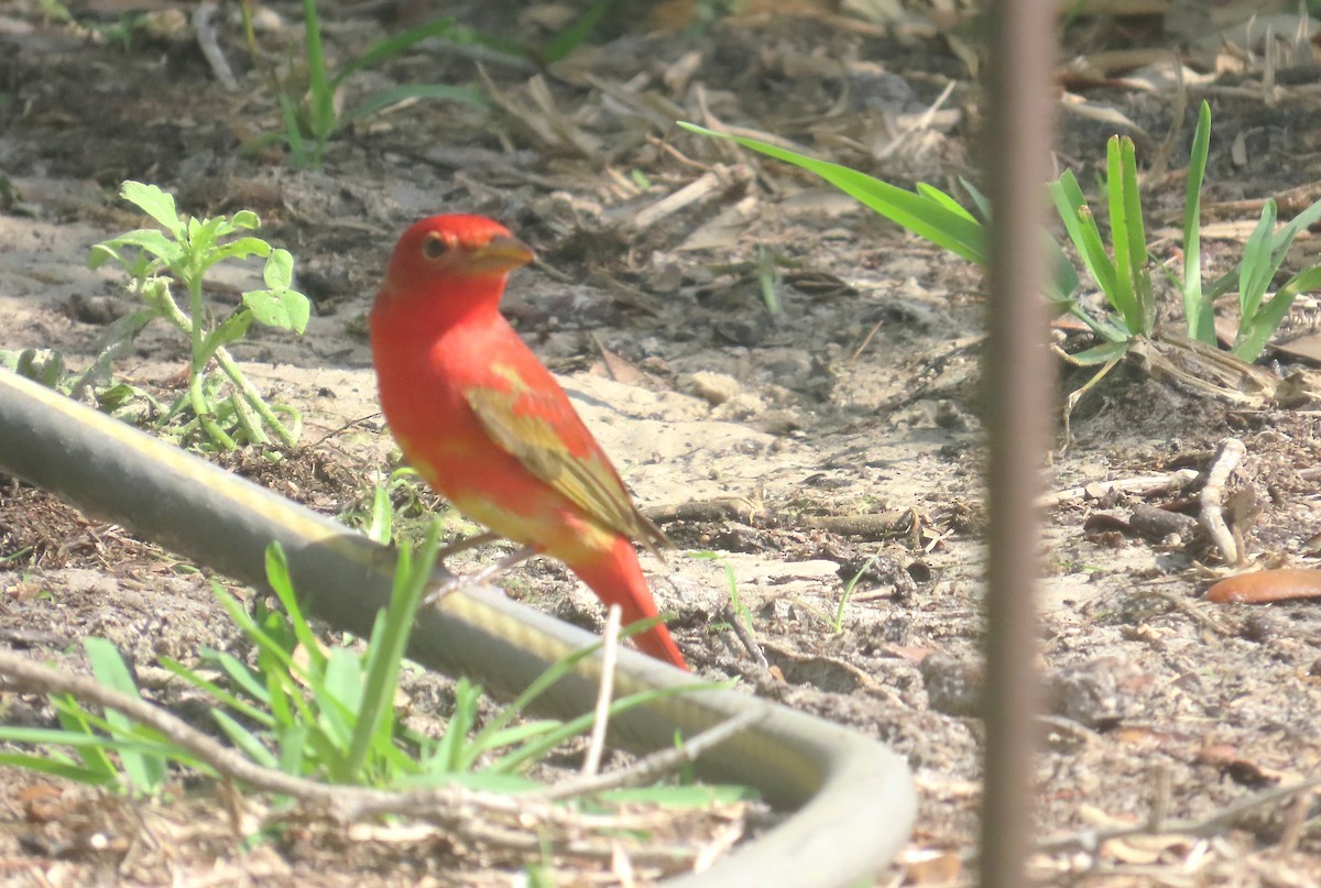 Summer Tanager - ML634575868