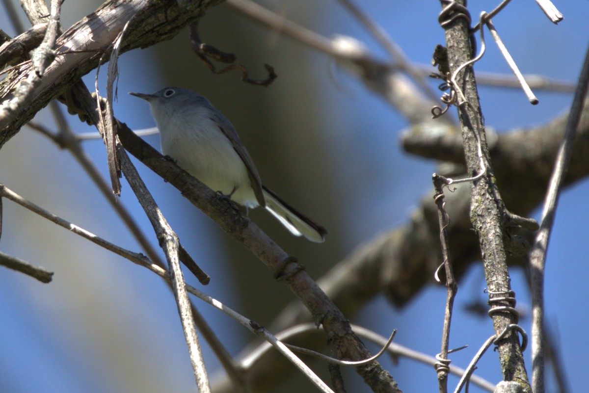 leskot modrošedý - ML634575869