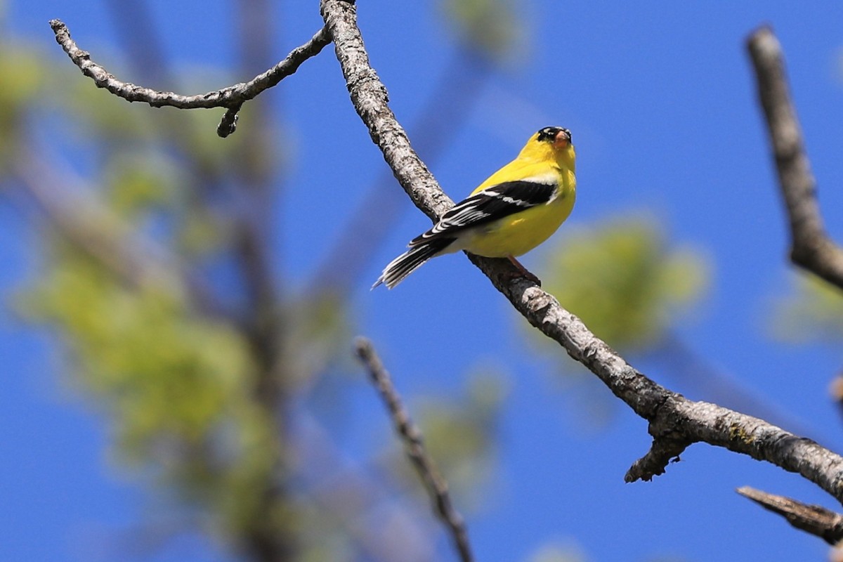 čížek žlutý - ML634575882