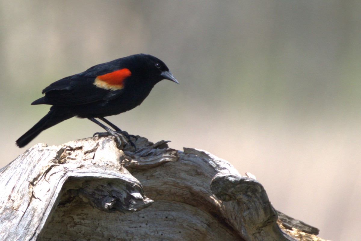 vlhovec červenokřídlý - ML634575899