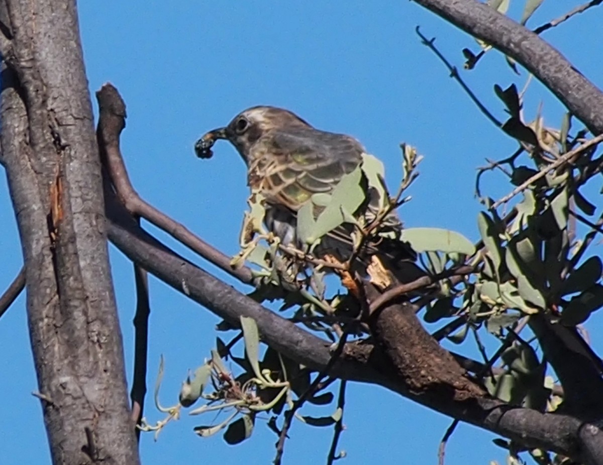 Horsfield's Bronze-Cuckoo - ML634576006