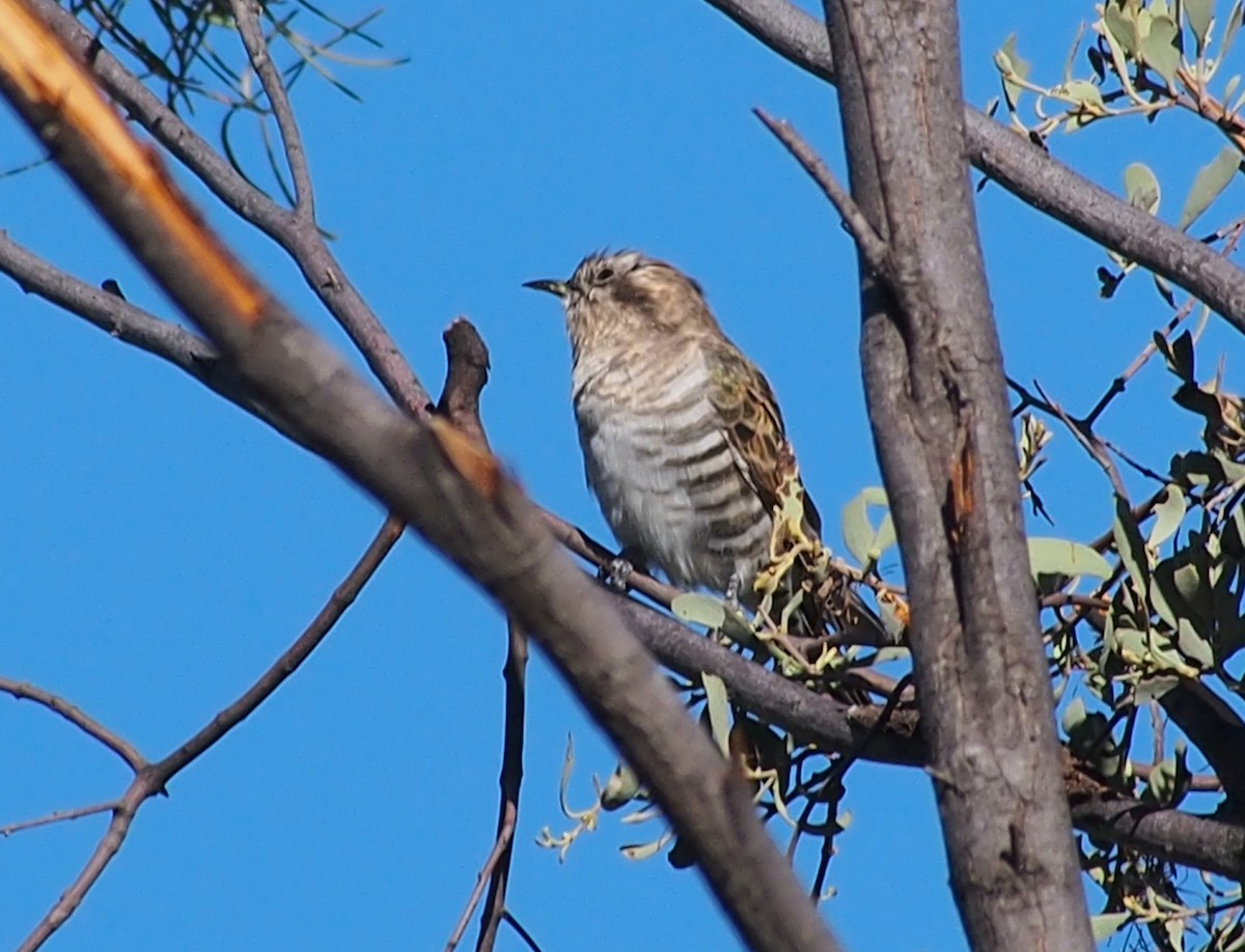 Horsfield's Bronze-Cuckoo - ML634576007