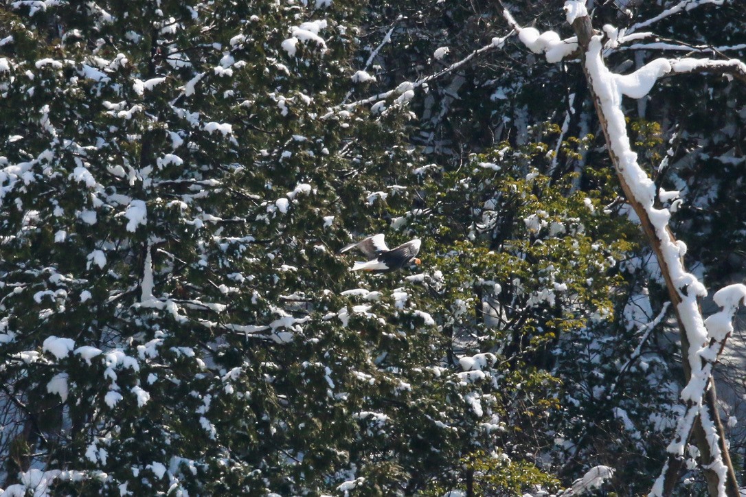 Steller's Sea-Eagle - ML634576026