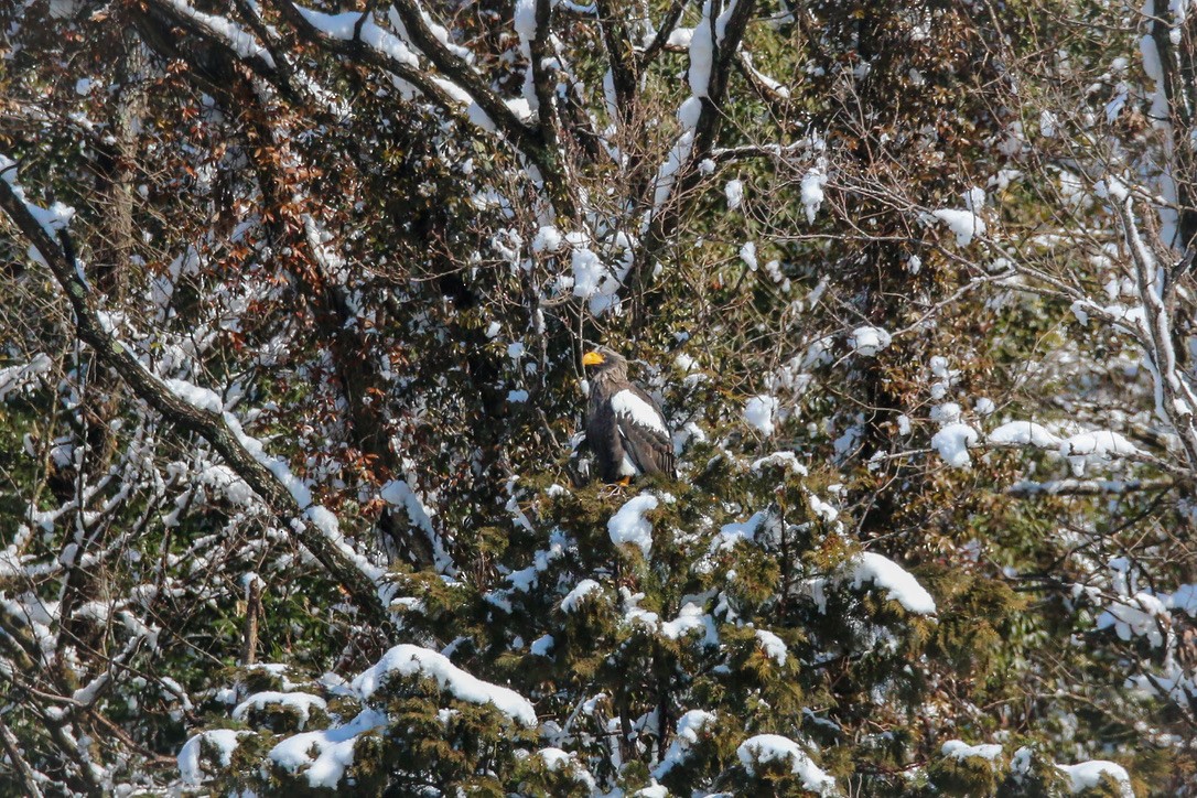 Steller's Sea-Eagle - ML634576038