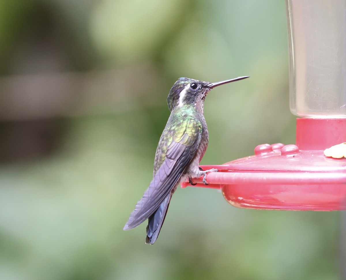Purple-throated Mountain-gem - ML634576042