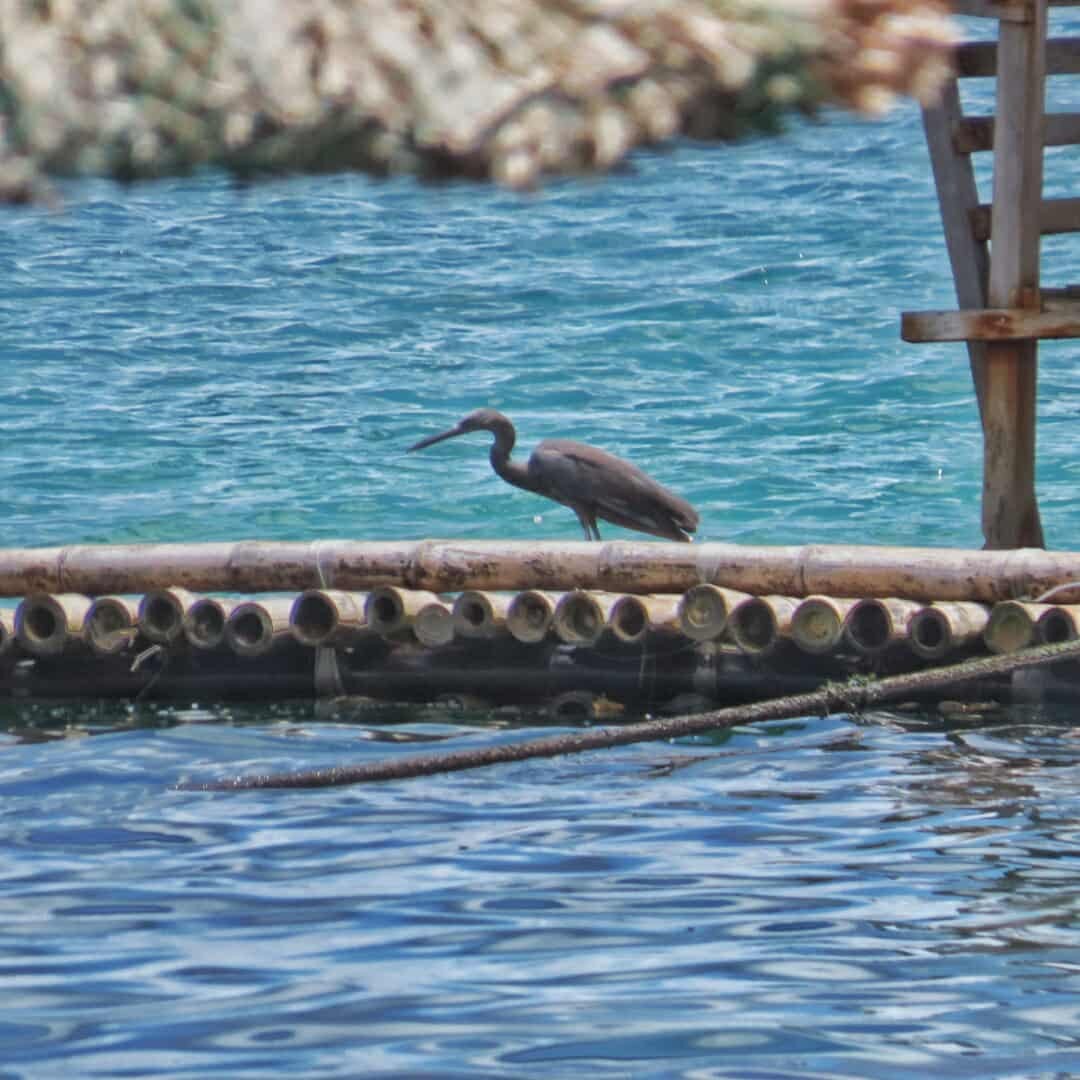 Pacific Reef-Heron - ML634576132