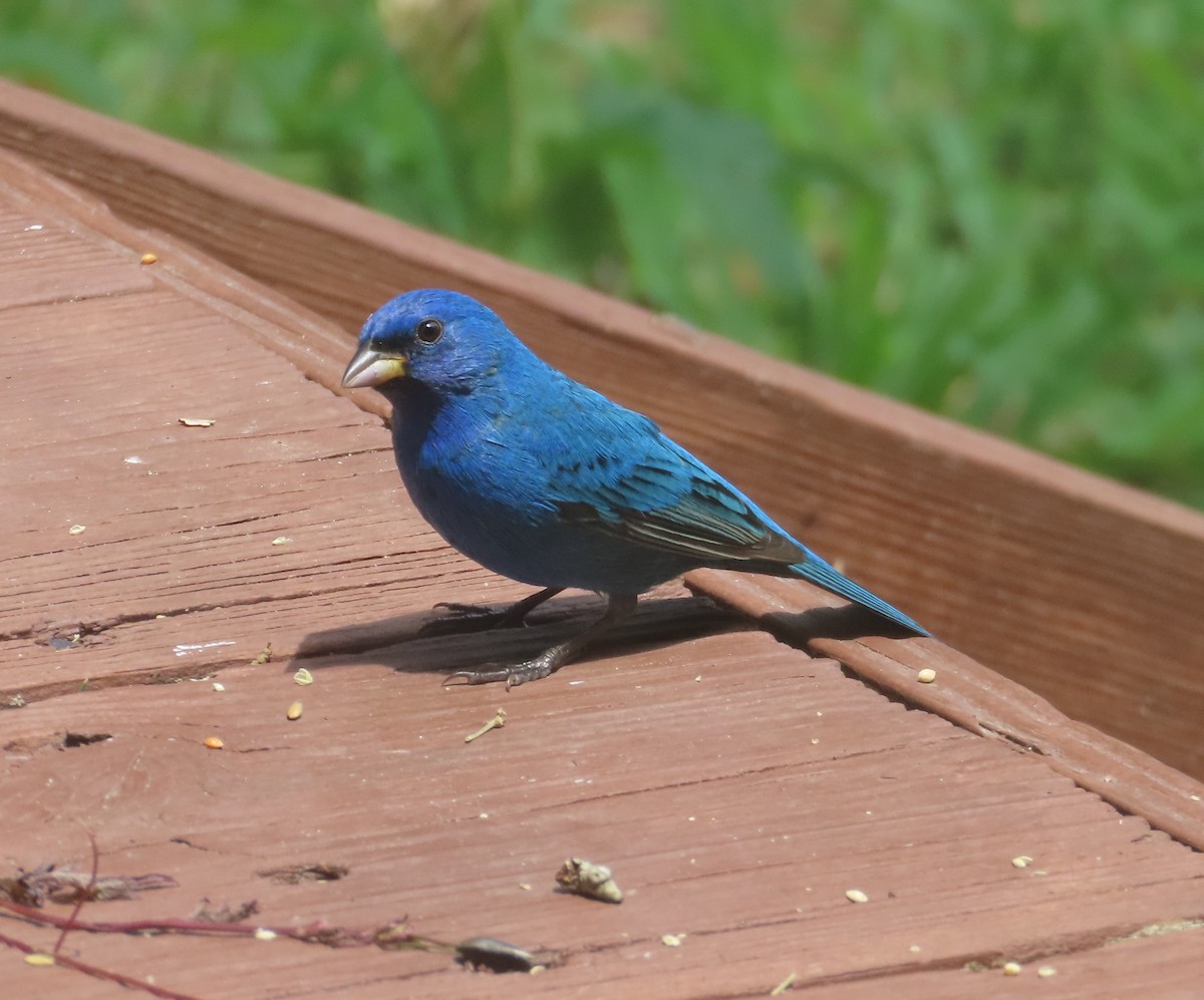 Indigo Bunting - ML634576145