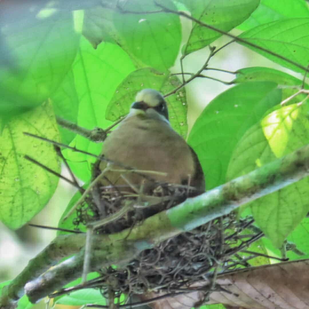 White-eared Brown-Dove - ML634576170