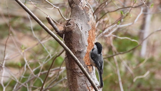 Black-capped Chickadee - ML634576187