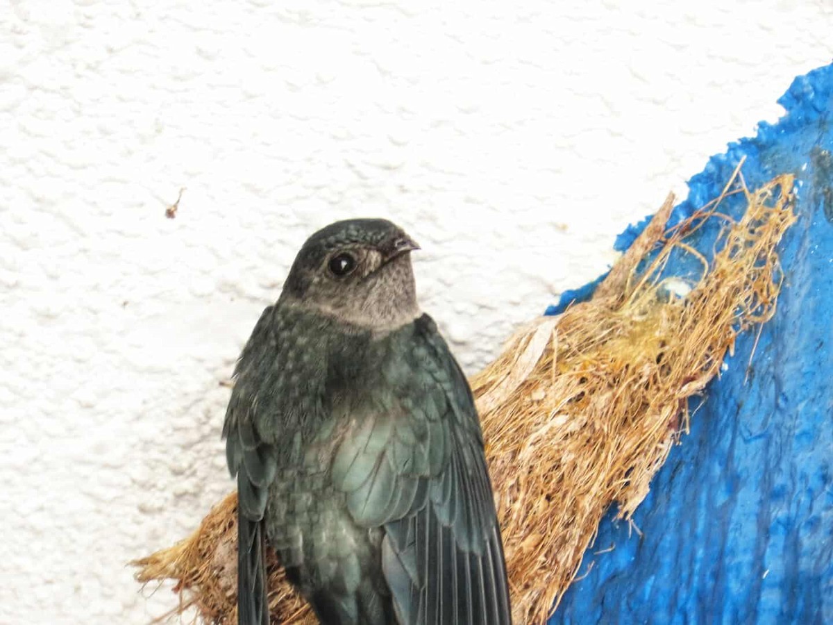 Ridgetop Swiftlet - ML634576201