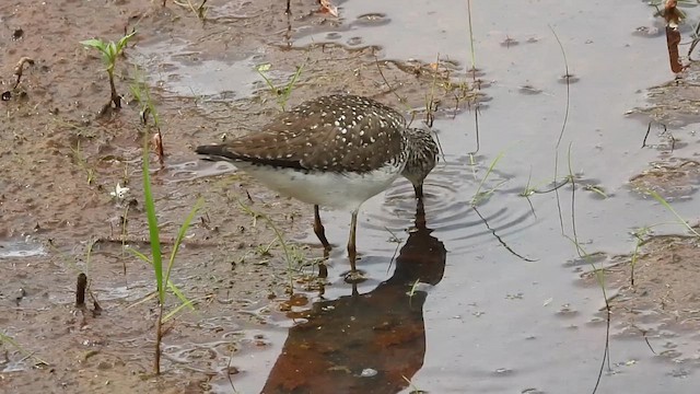 Solitary Sandpiper - ML634576202