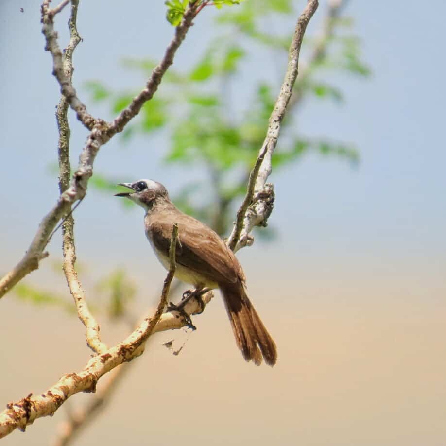 Yellow-vented Bulbul - ML634576248