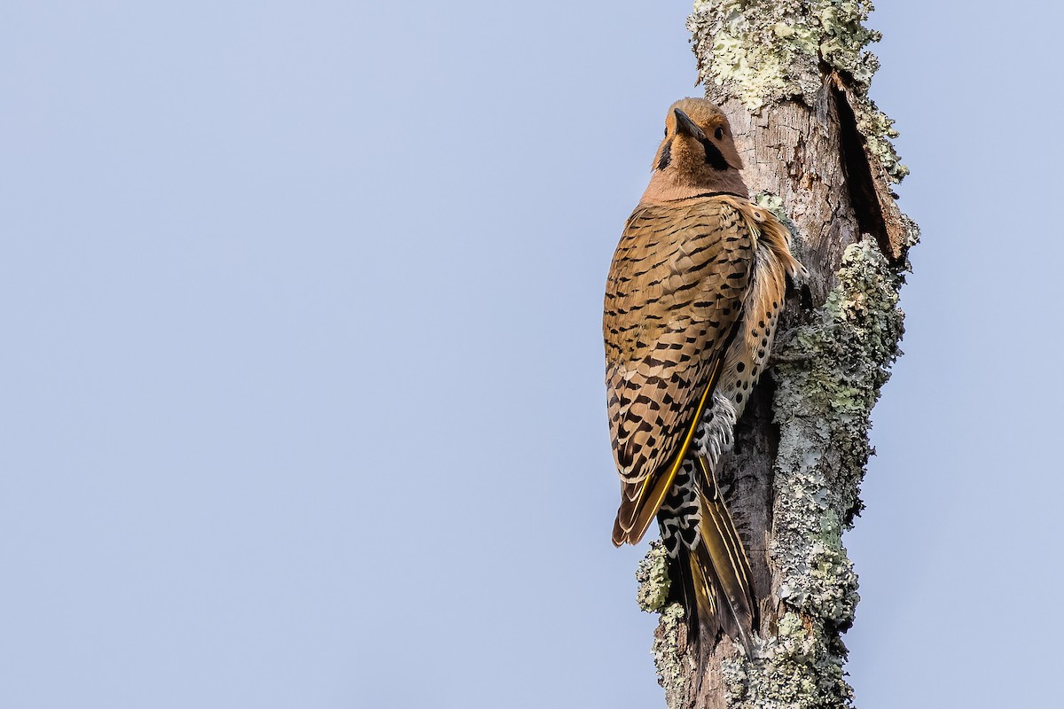 Northern Flicker (Yellow-shafted) - ML634576358
