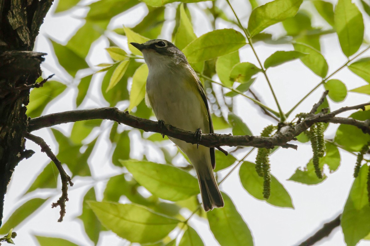 Blue-headed Vireo - ML634576376