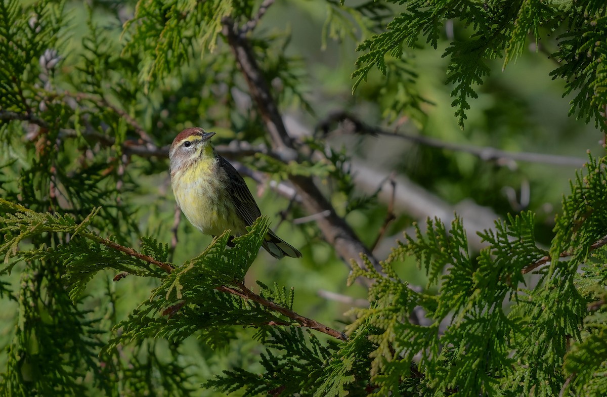 Palm Warbler - ML634576406