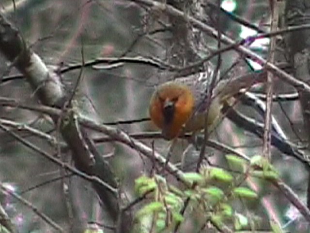 Streak-backed Oriole - ML634576411