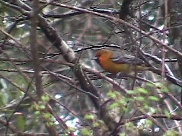 Streak-backed Oriole - ML634576413