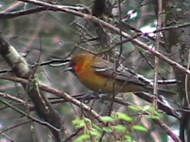 Streak-backed Oriole - ML634576414