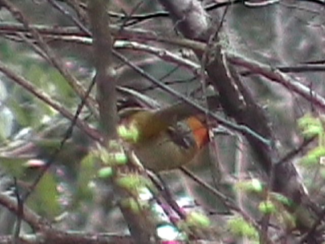 Streak-backed Oriole - ML634576415