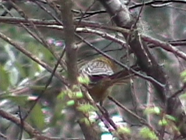 Streak-backed Oriole - ML634576416