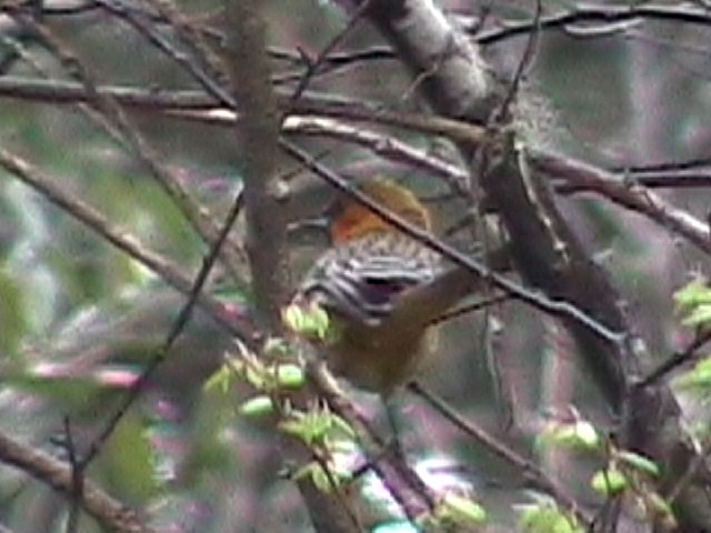 Streak-backed Oriole - ML634576417