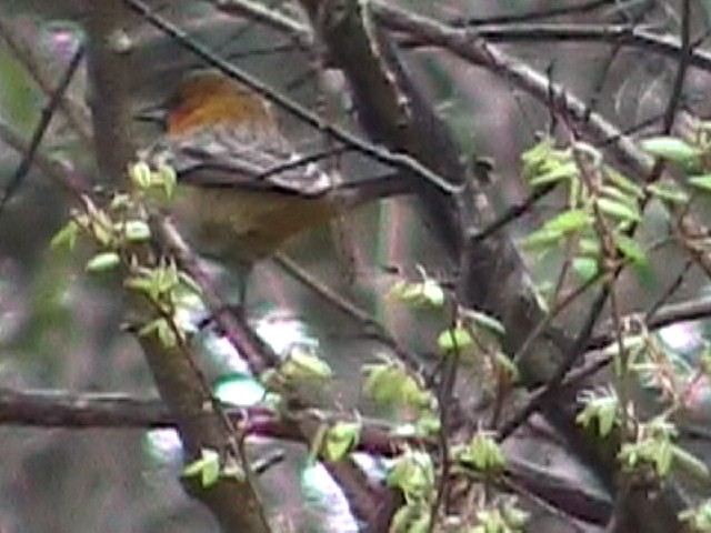 Streak-backed Oriole - ML634576418