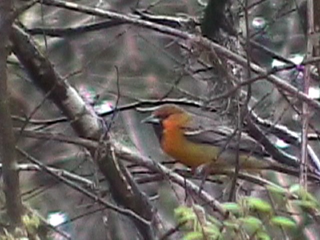 Streak-backed Oriole - ML634576419