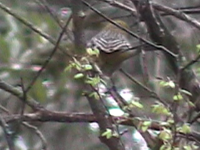 Streak-backed Oriole - ML634576420