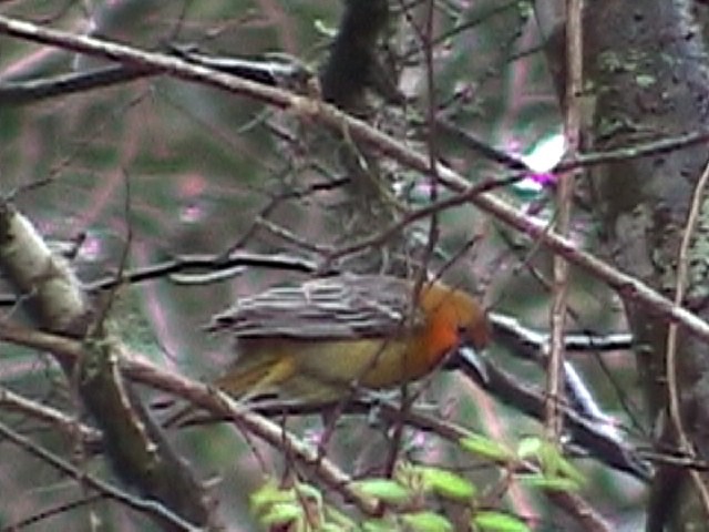 Streak-backed Oriole - ML634576421