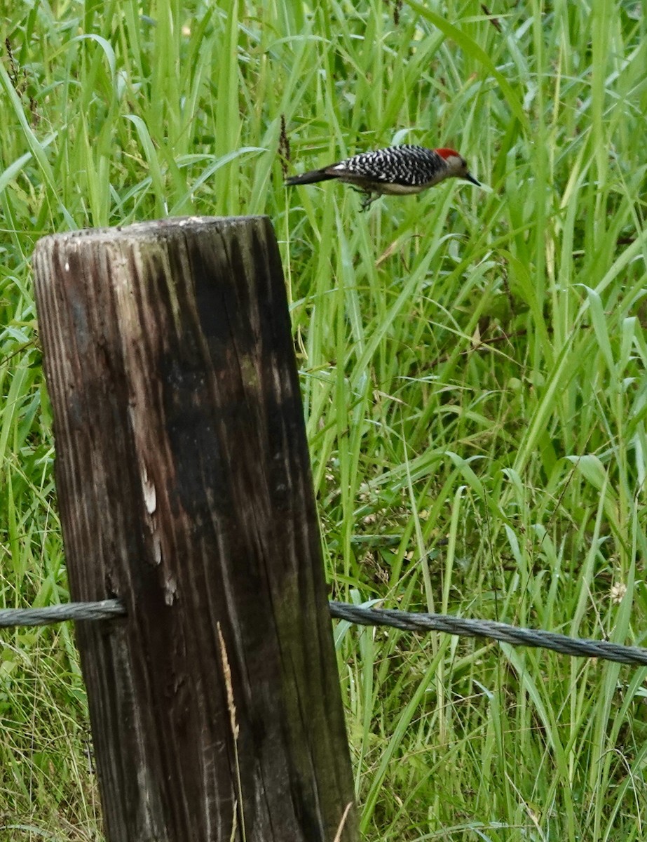 Red-bellied Woodpecker - ML634576598