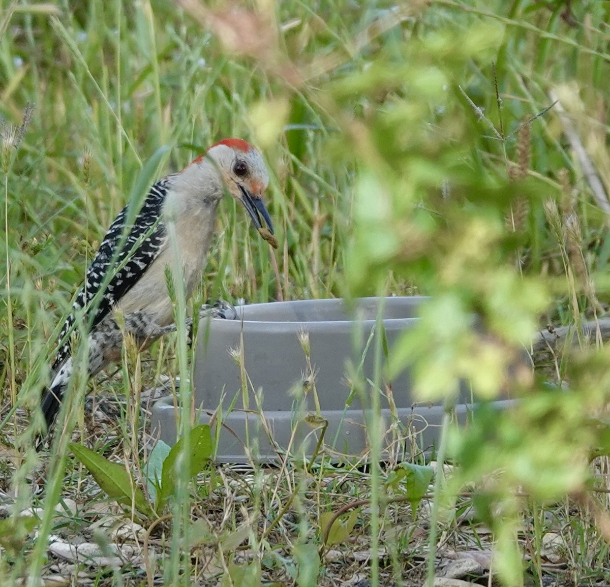 Red-bellied Woodpecker - ML634576607