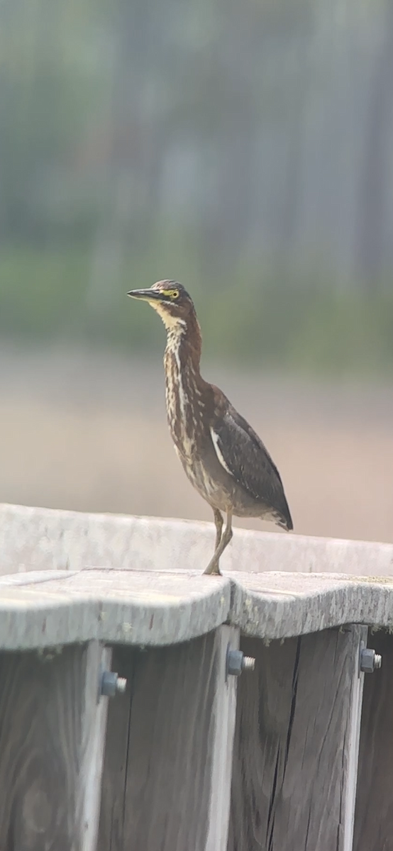 Green Heron - ML634576750