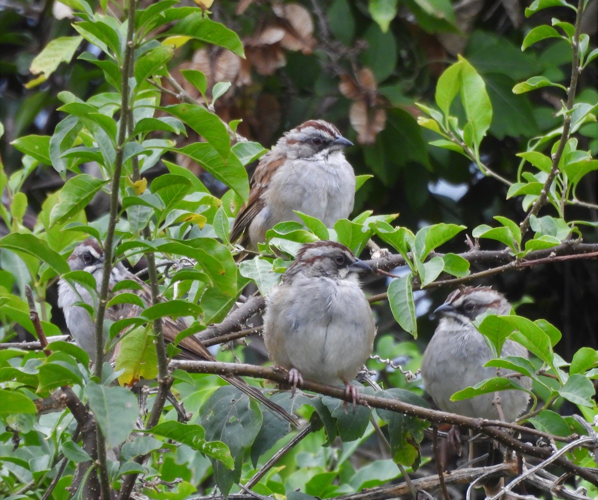 Yungas Sparrow - ML634576774