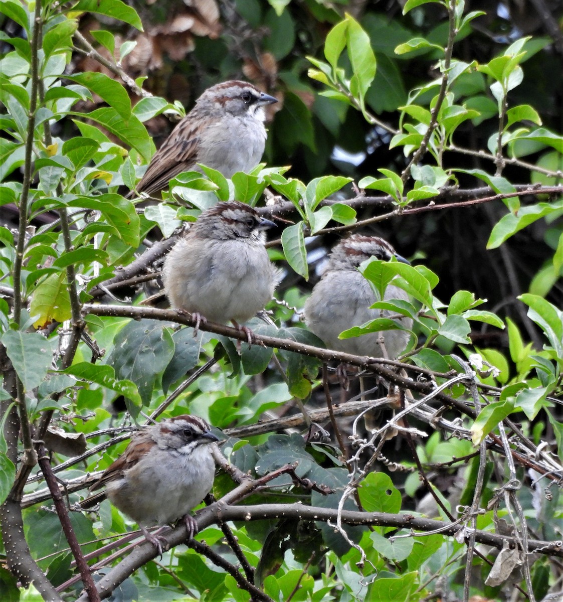 Yungas Sparrow - ML634576776