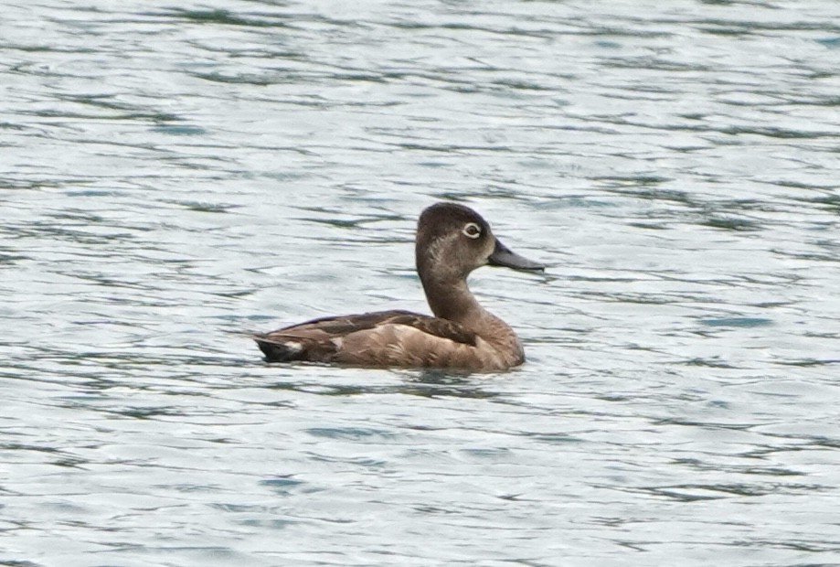 クビワキンクロ - ML634577055