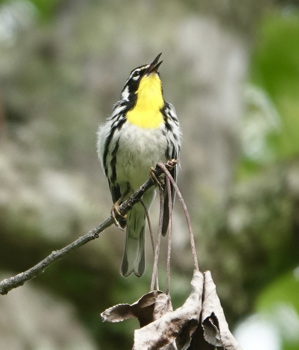 キノドアメリカムシクイ - ML634577099