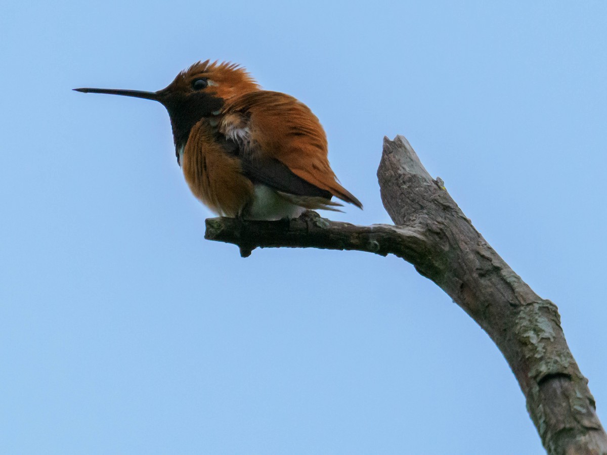 Rufous Hummingbird - ML634577193