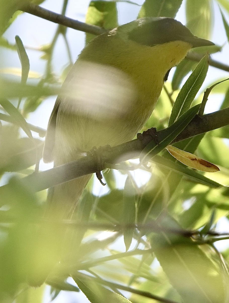 カオグロアメリカムシクイ - ML634577218