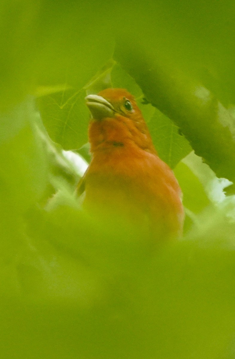 ナツフウキンチョウ - ML634577228