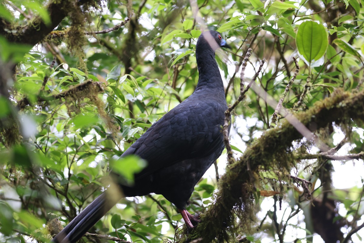 Black Guan - ML634577252